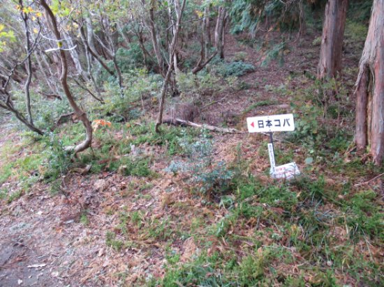 政所道藤川谷道分岐（北